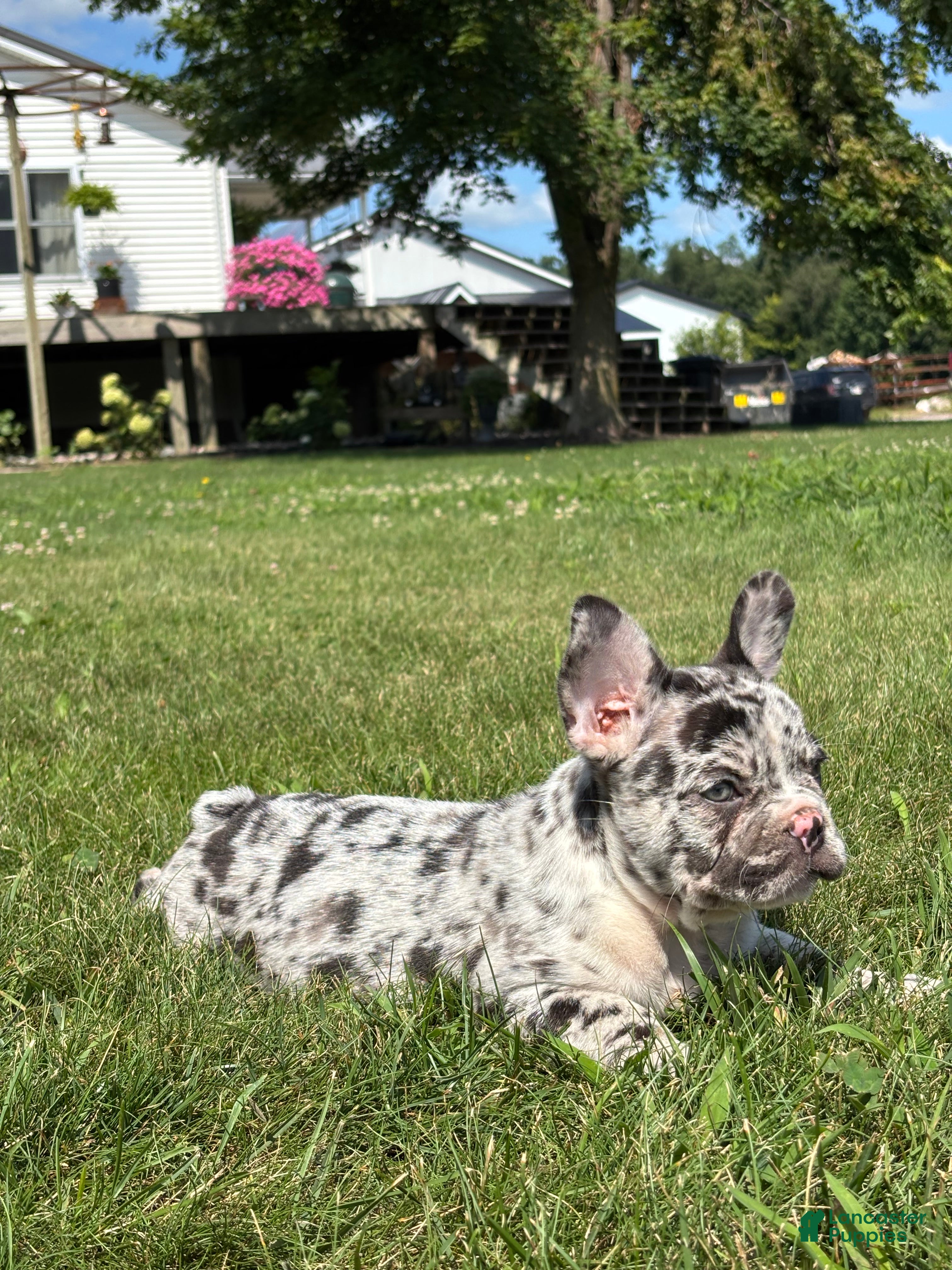 French Bulldog dogs Hudson - Ad 2