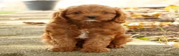 Cavapoo dogs for sale: Jimmy - Ad 6