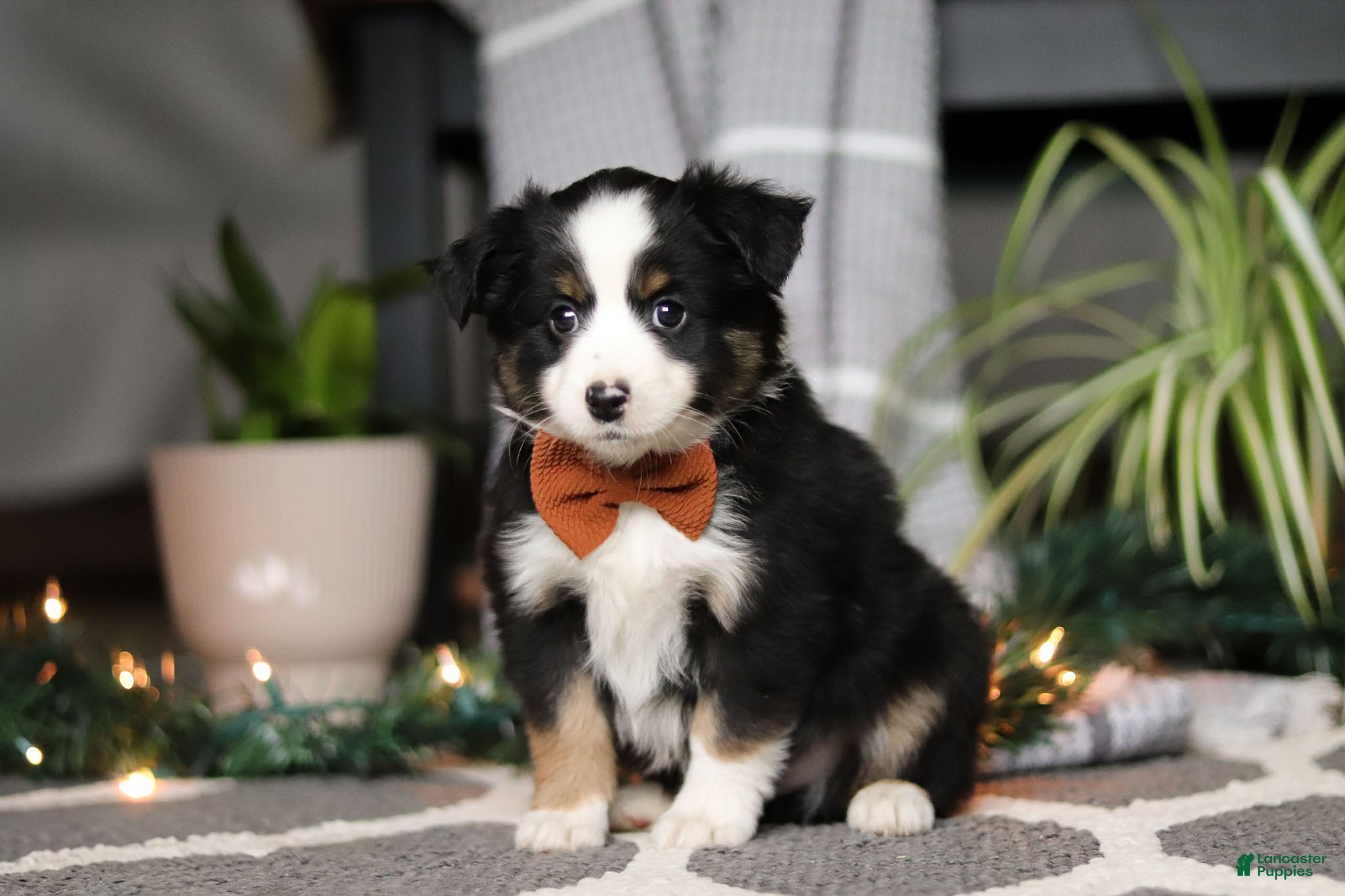 Miniature Australian Shepherd dogs Leo - Ad 3