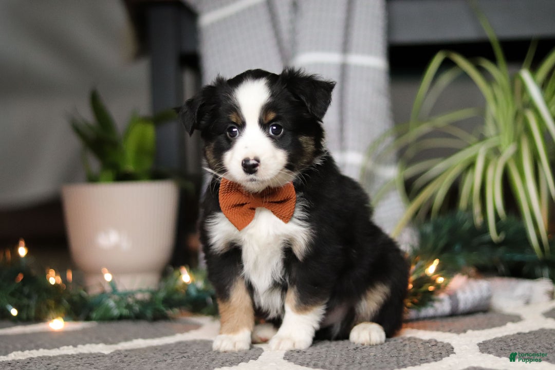 Miniature Australian Shepherd dogs for sale: Leo - Ad 1