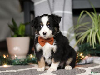 Miniature Australian Shepherd dogs Leo - Ad 30