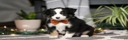 Miniature Australian Shepherd dogs for sale: Leo - Ad 1