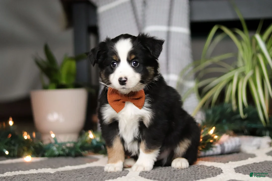 Miniature Australian Shepherd dogs for sale: Leo - Ad 1