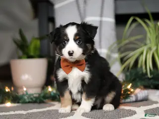 Miniature Australian Shepherd dogs Leo - Ad 12
