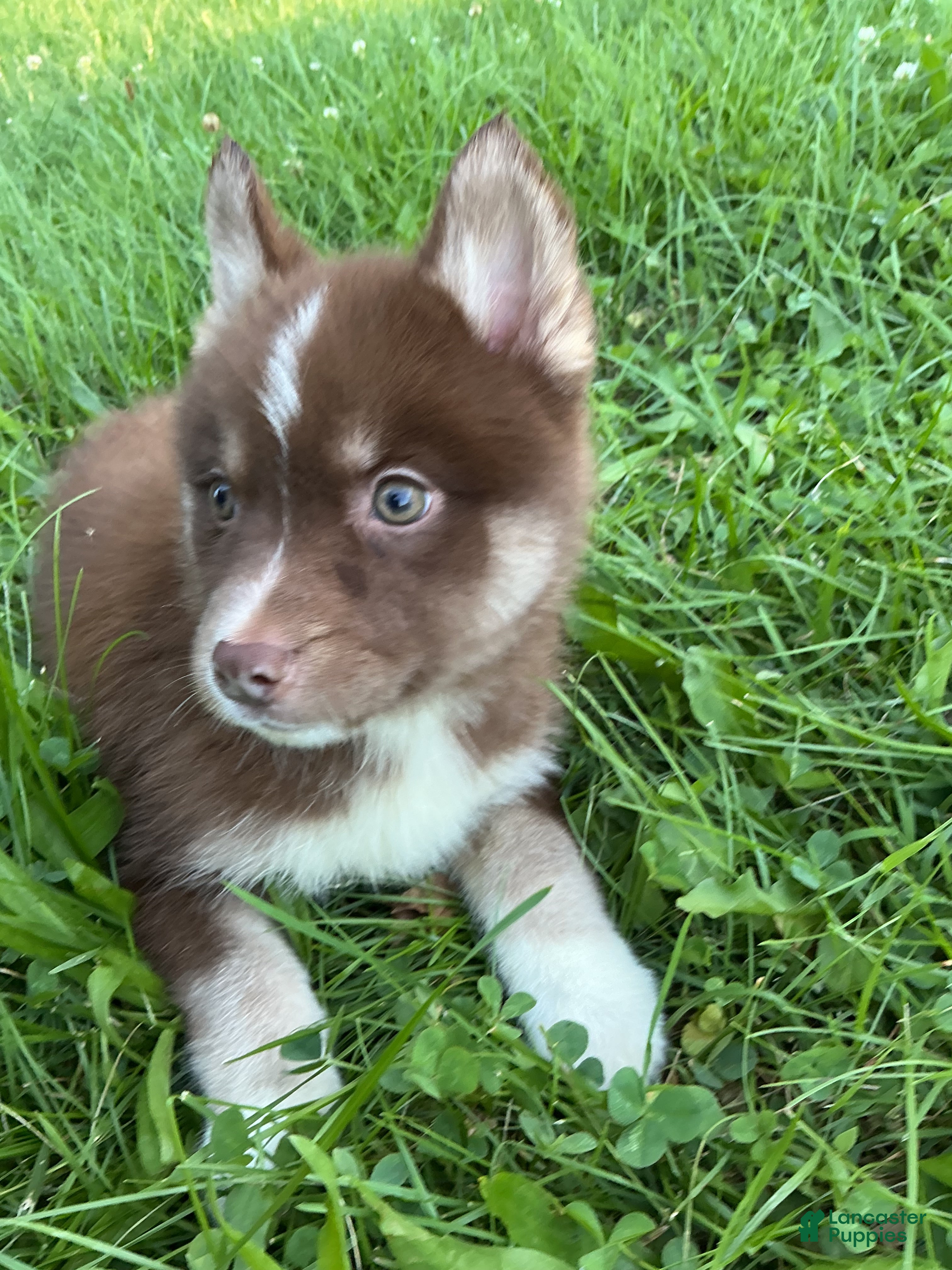 Pomsky dogs Pomsky 3 - Ad 8