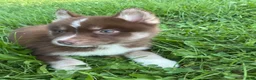 Pomsky dogs for sale: Pomsky 3 - Ad 1