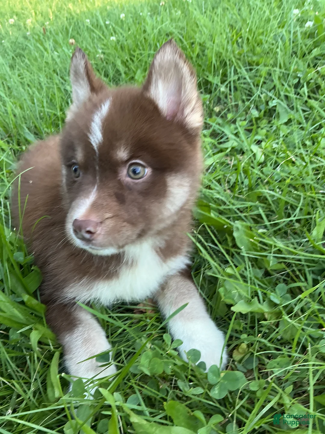 Pomsky dogs for sale: Pomsky 3 - Ad 1