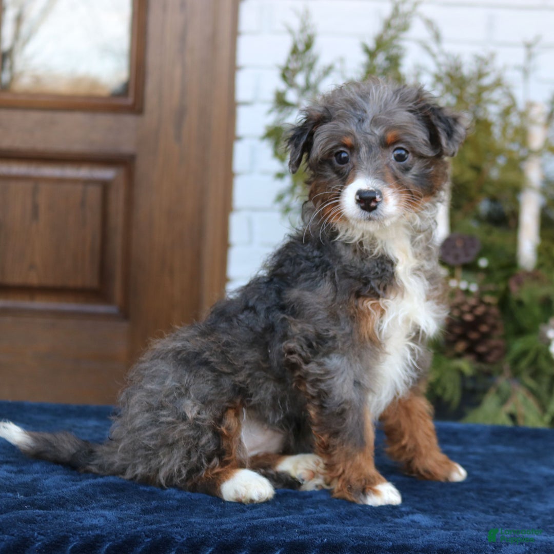 Mini Bernedoodle dogs for sale: Bella  - Ad 4