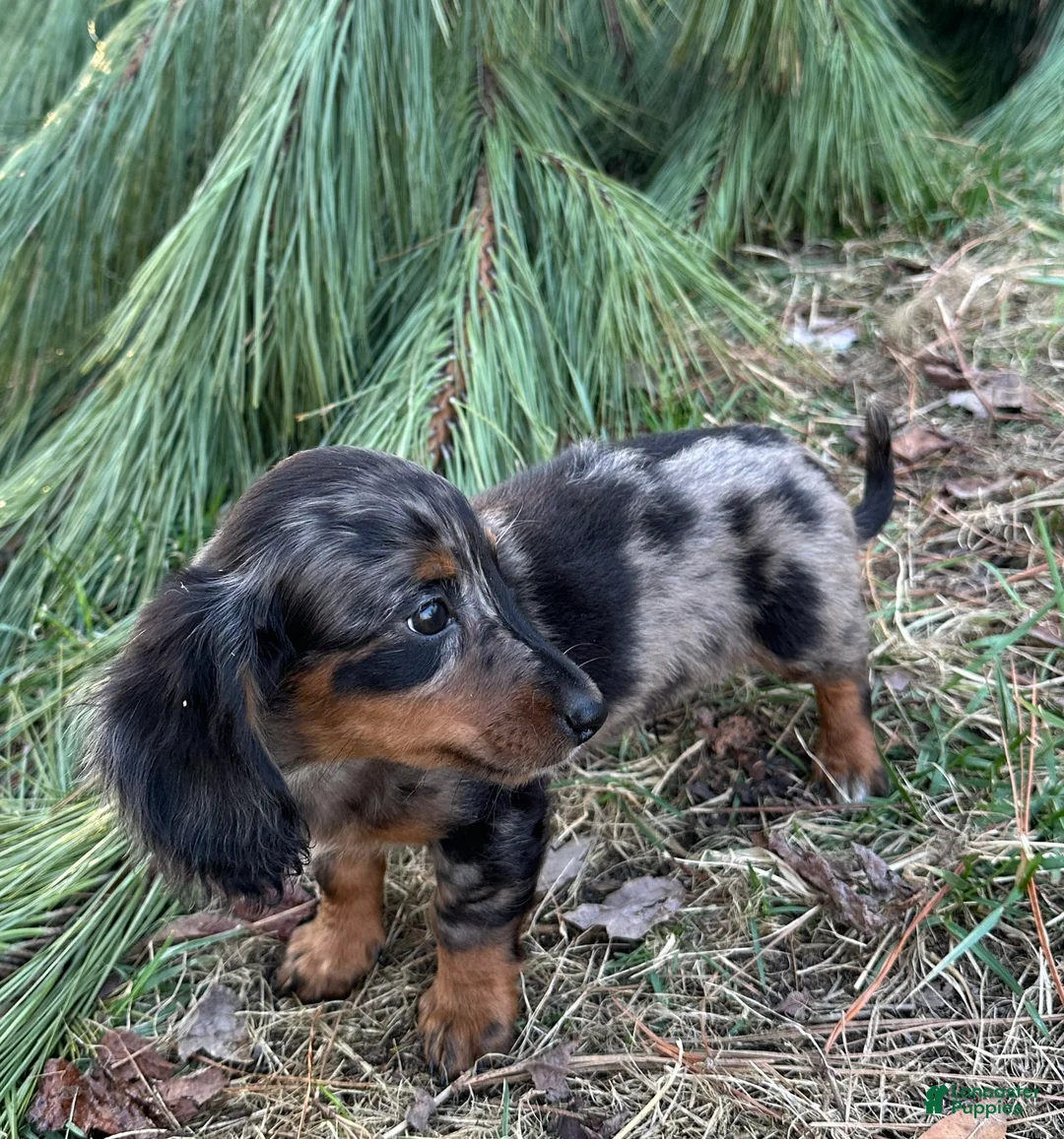 Miniature Dachshund dogs for sale: Fritz - Ad 2