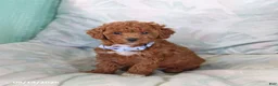 Toy Poodle dogs for sale: Ruffles - Ad 5