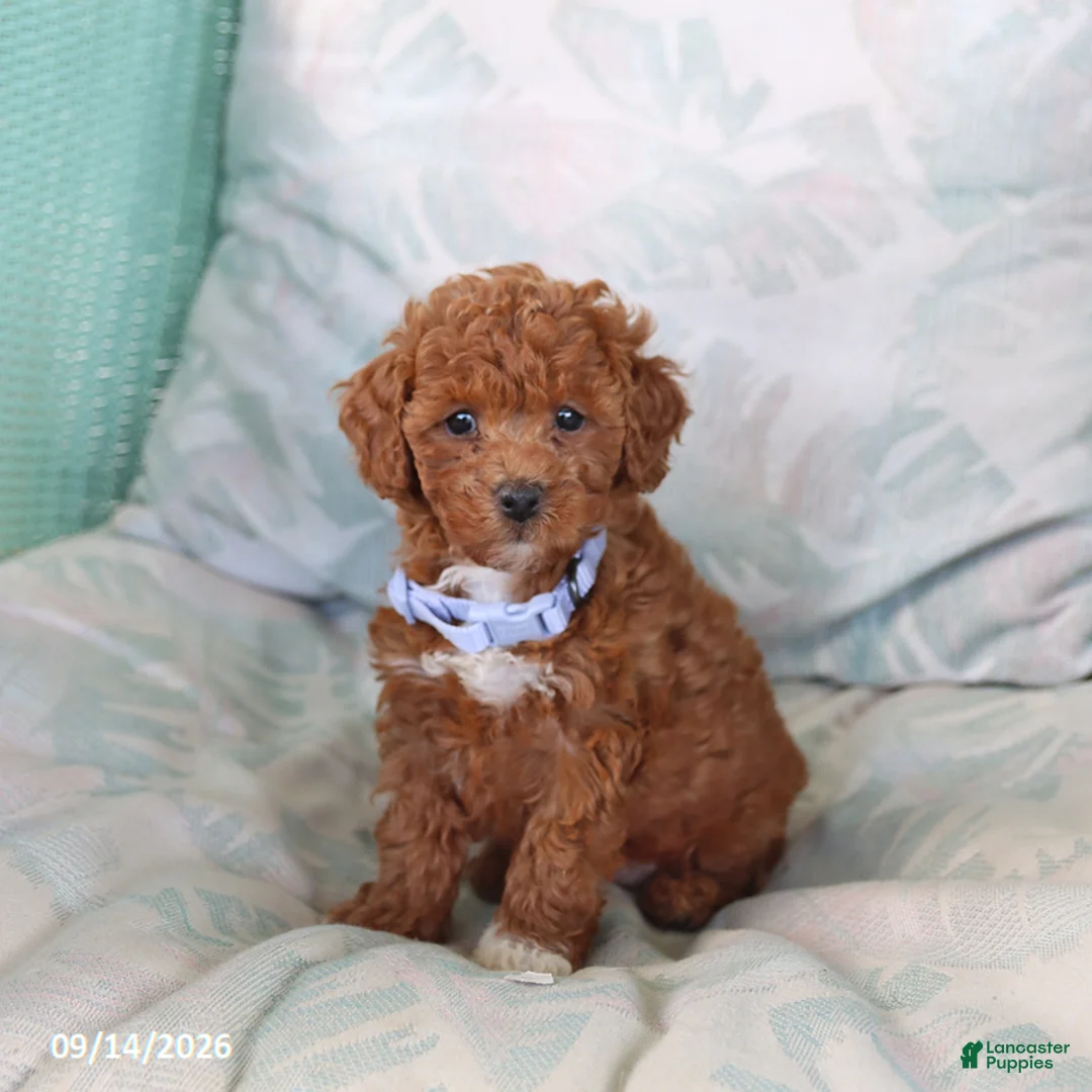 Toy Poodle dogs for sale: Ruffles - Ad 5