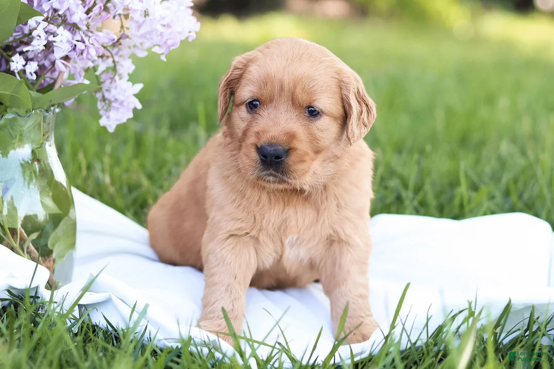 Golden Retriever dogs for sale: Golden Retriever Puppy 3 - Ad 2