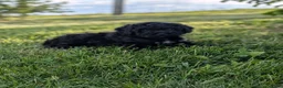 Miniature Poodle dogs for sale: Miniature Poodle Puppy 2 - Ad 5