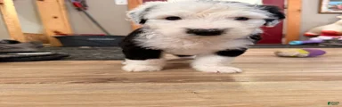 Old English Sheepdog Puppy 7