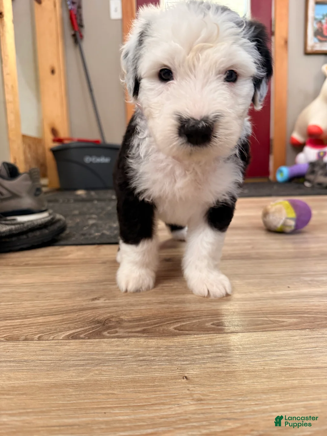 Old English Sheepdog dogs for sale: Old English Sheepdog Puppy 7 - Ad 1