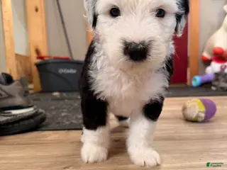 Old English Sheepdog dogs Old English Sheepdog Puppy 7 - Ad 8