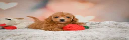 Toy Poodle dogs for sale: Haley - Ad 6