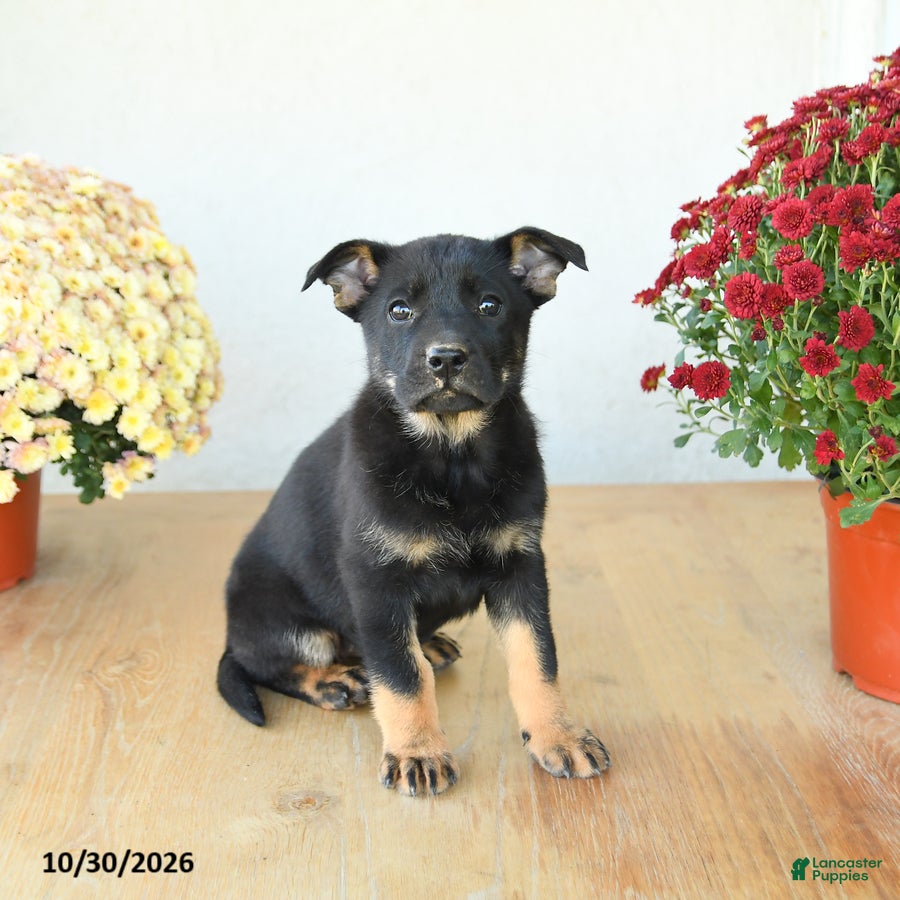Mixed Breed dogs for sale: Ginger - Ad 1