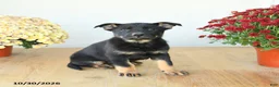 Mixed Breed dogs for sale: Ginger - Ad 1