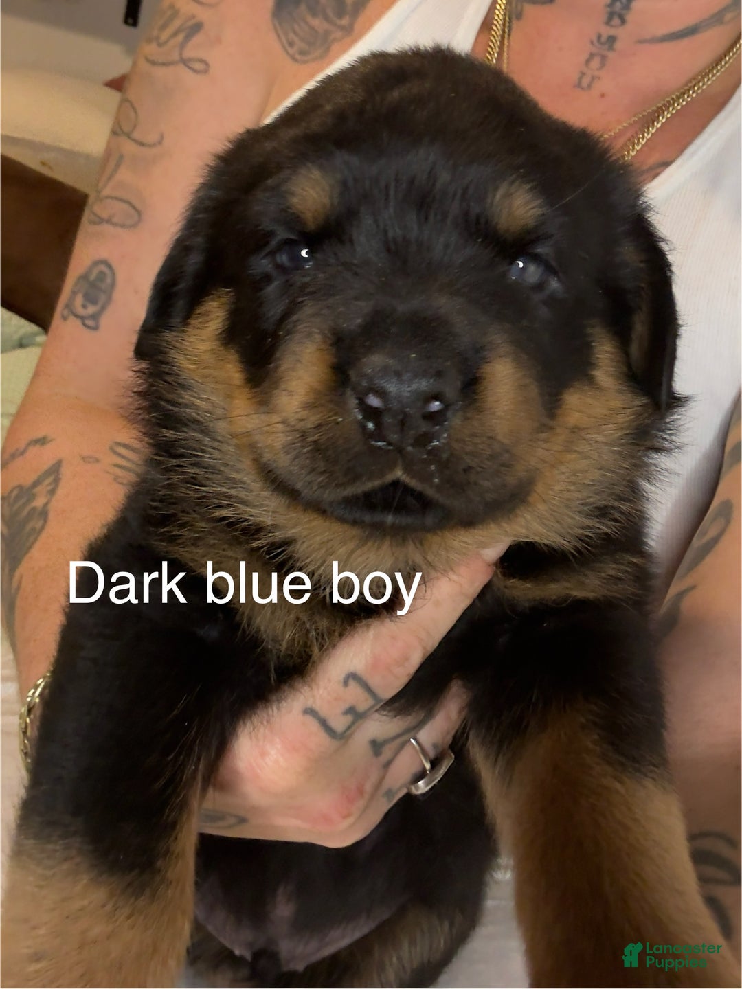 Rottweiler dogs for sale: Dark blue male  - Ad 1