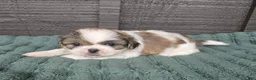 Mixed Breed dogs for sale: Shinese Duke - Ad 2