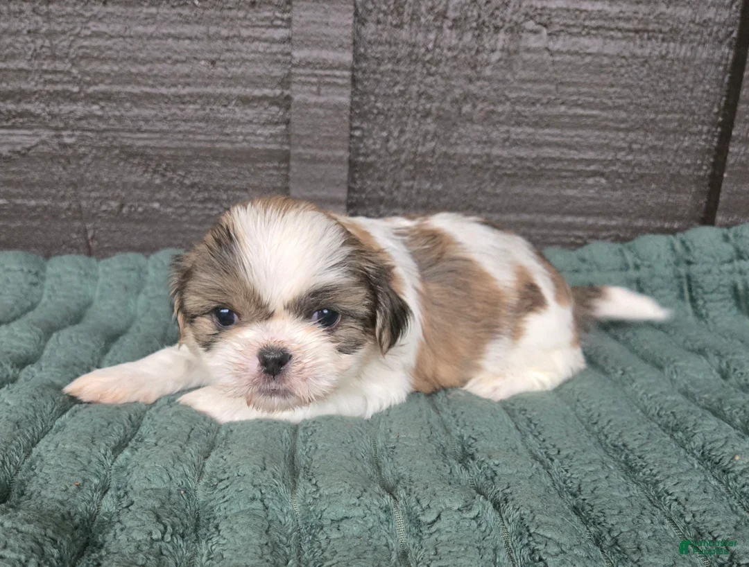 Mixed Breed dogs for sale: Shinese Duke - Ad 2