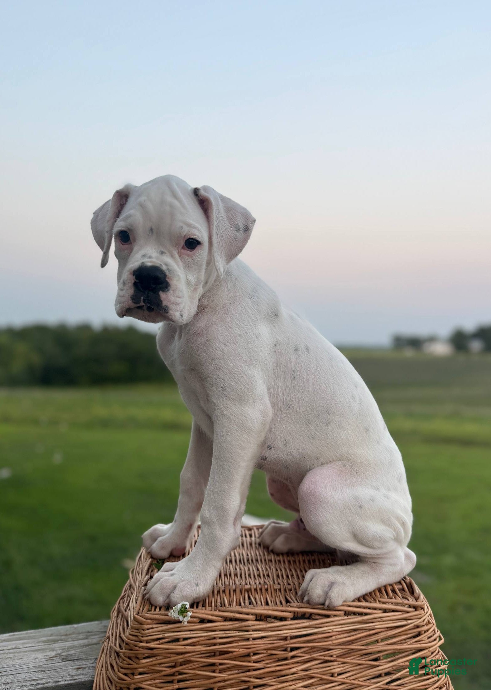 Boxer dogs Peppermint - Ad 1