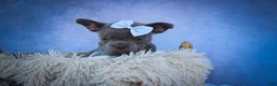 Frenchton dogs for sale: Quinn - Ad 10
