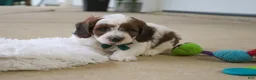 Mini Goldendoodle dogs for sale: Cooper - Ad 6