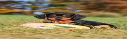Miniature Dachshund dogs for sale: Chase - Ad 11