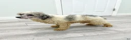 Yorkiepoo dogs for sale: Chico - Ad 8