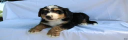 Bernedoodle dogs for sale: Rascal - Ad 6