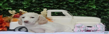 Chiffon