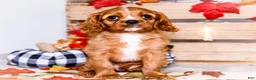 Cavalier King Charles Spaniel dogs for sale: Jojo - Ad 10