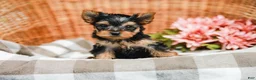 Yorkshire Terrier dogs for sale: Mickey - Ad 3