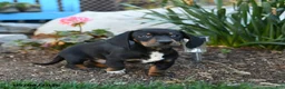 Miniature Dachshund dogs for sale: Ringo - Ad 3