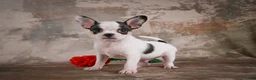 Chihuahua dogs for sale: Ernie - Ad 5