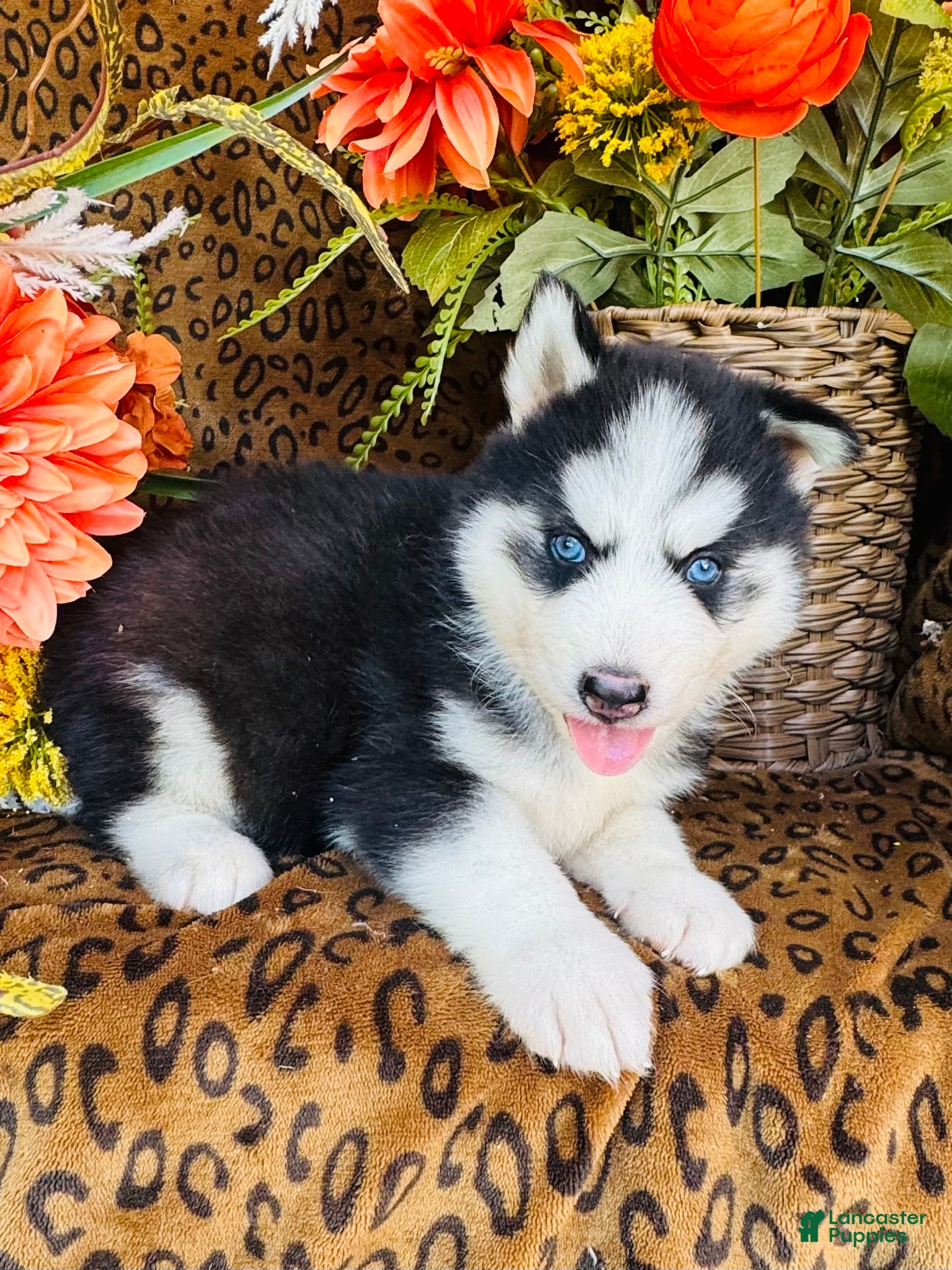 Siberian Husky dogs for sale: Hunter - Ad 2