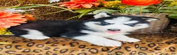 Siberian Husky dogs for sale: Hunter - Ad 2