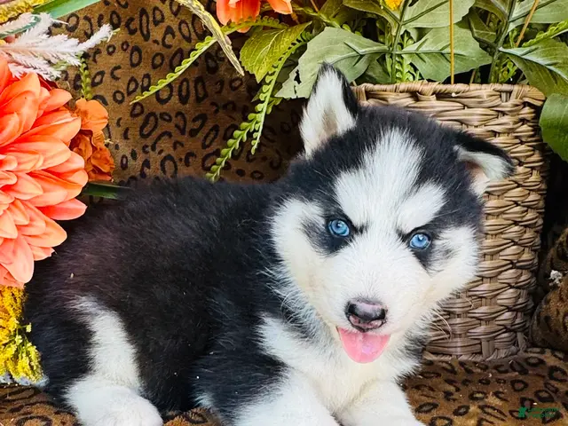 Siberian Husky dogs for sale: Hunter - Ad 2