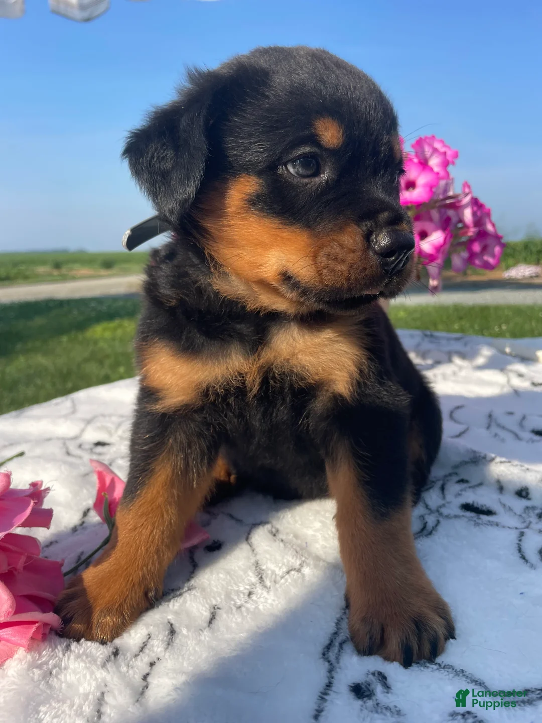 Rottweiler dogs for sale: Bogart - Ad 2
