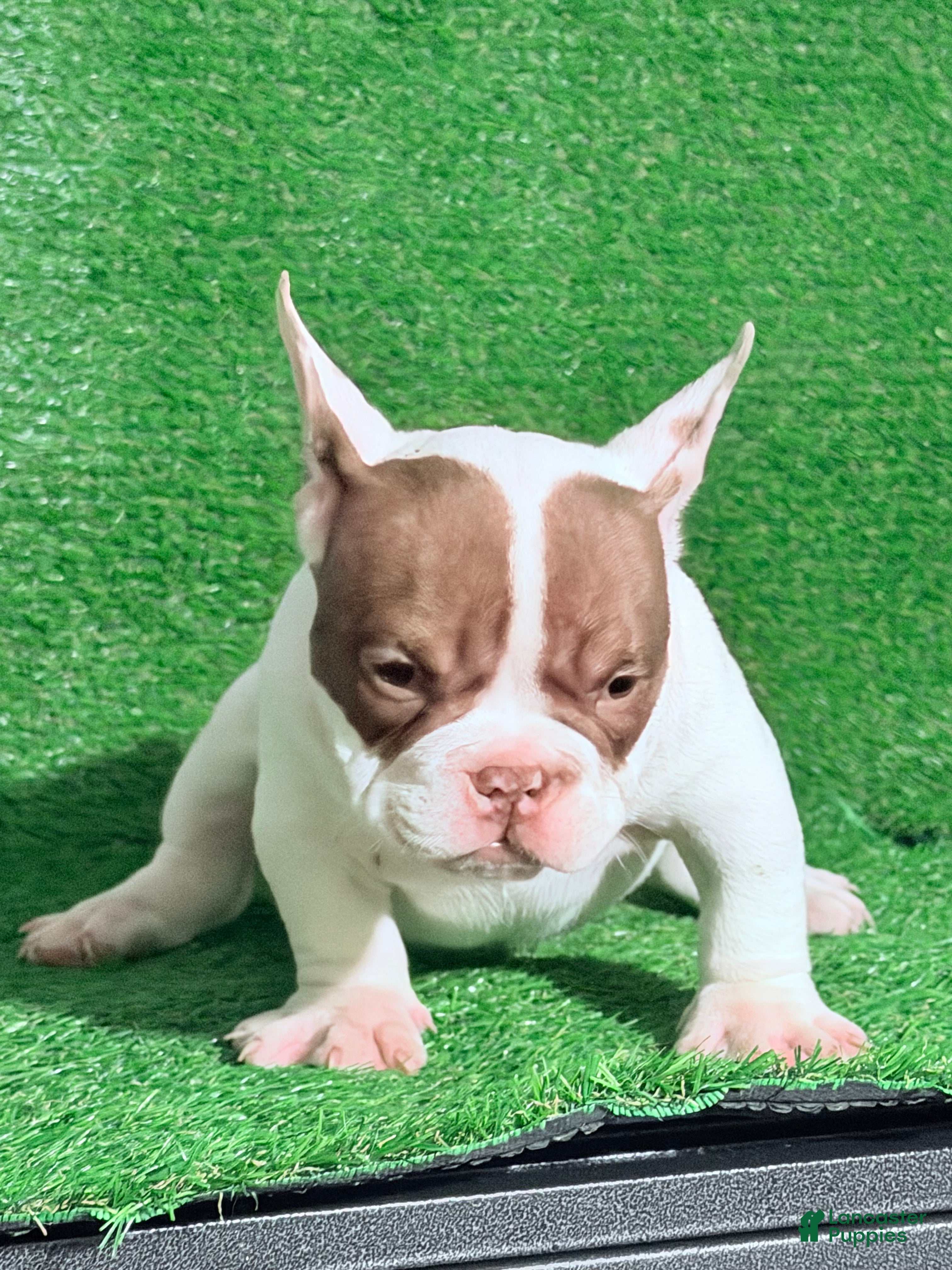 American Bully dogs American Bully Puppy 3 - Ad 2