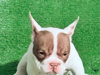 American Bully dogs American Bully Puppy 3 - Ad 2