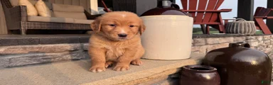 AKC Mr Charlie