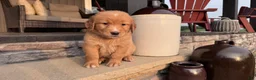 Golden Retriever dogs for sale: AKC Mr Charlie - Ad 1