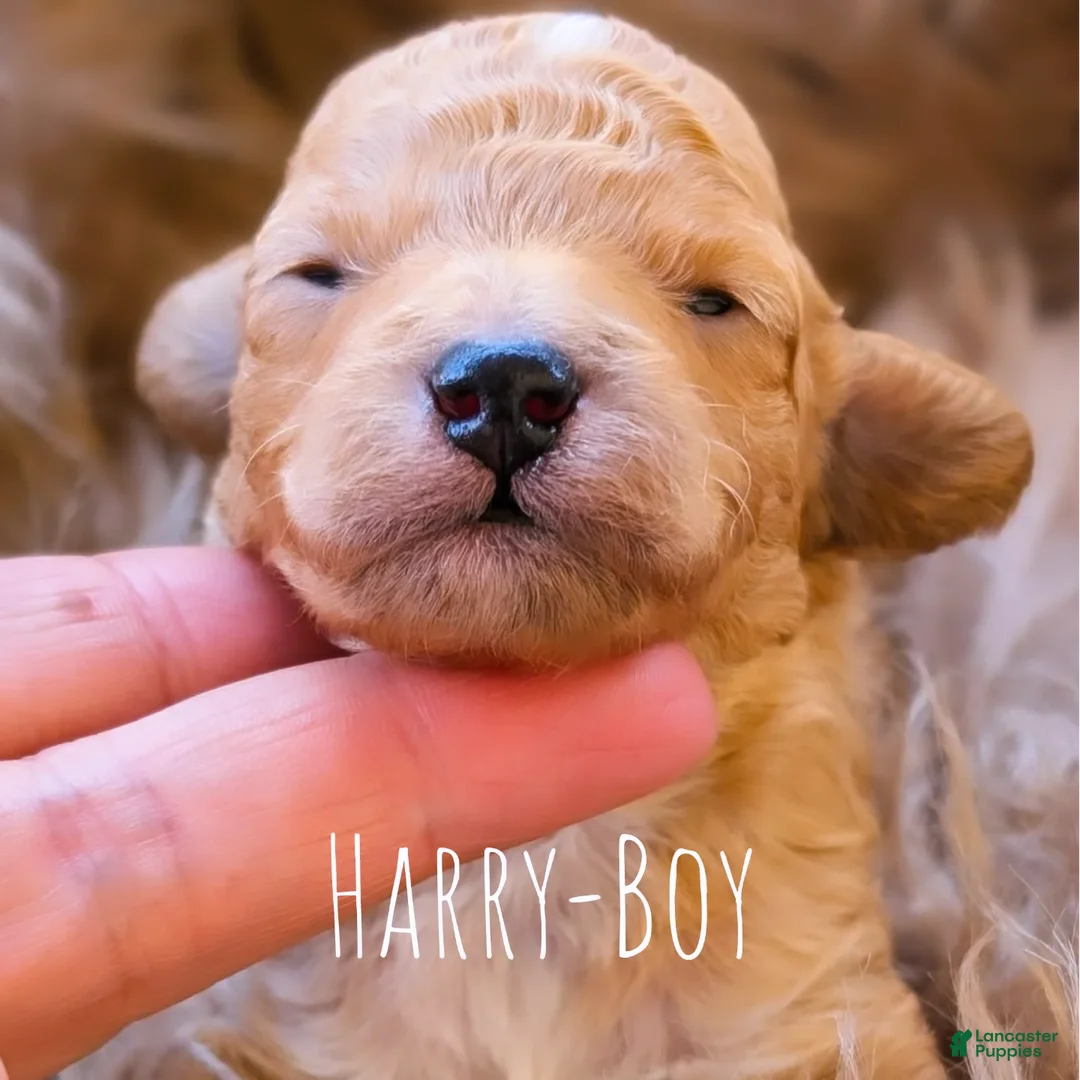 Toy Poodle dogs for sale: HARRY - Ad 2