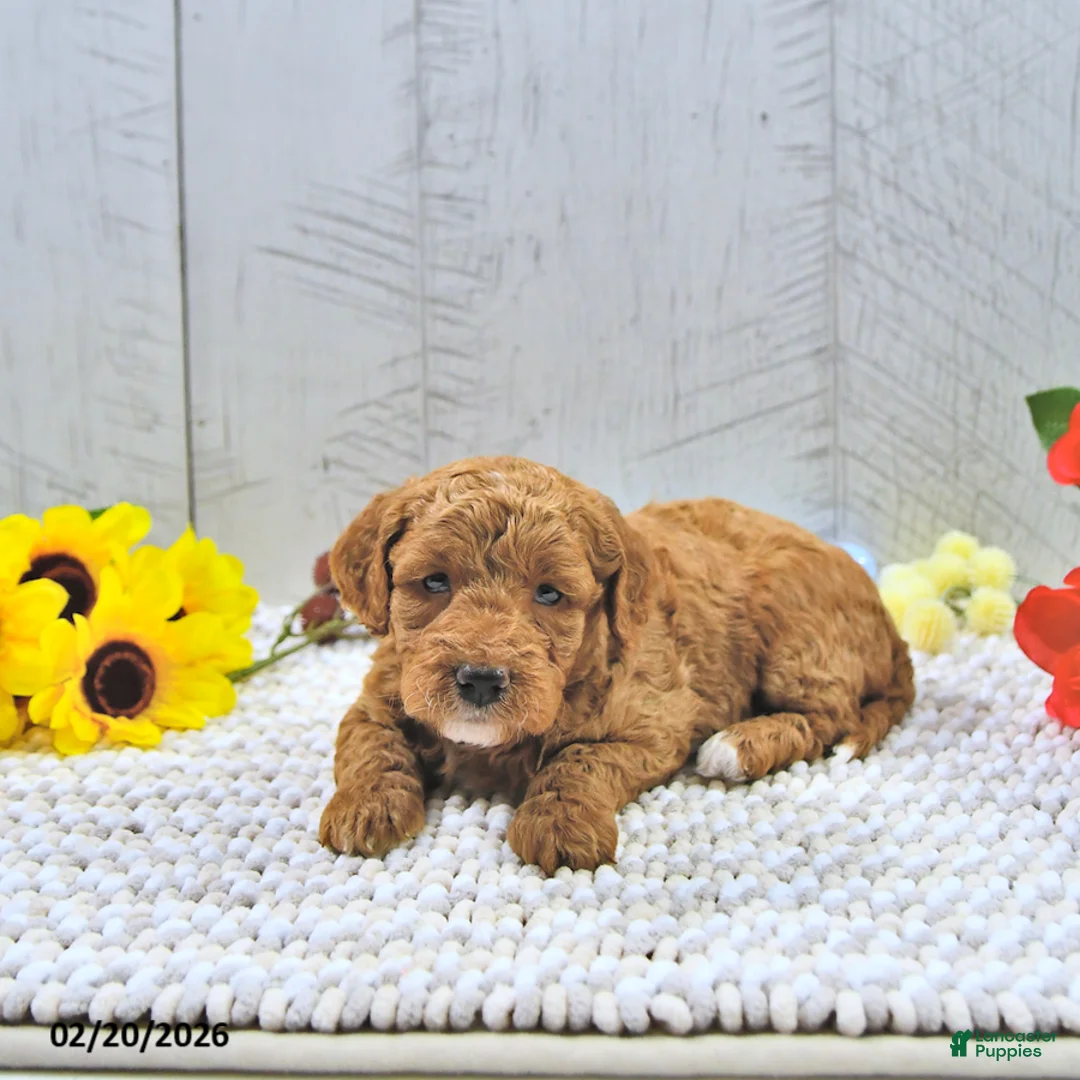 Mini Goldendoodle dogs for sale: Alli - Ad 2