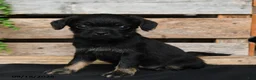 Mixed Breed dogs for sale: Tiffany - Ad 3