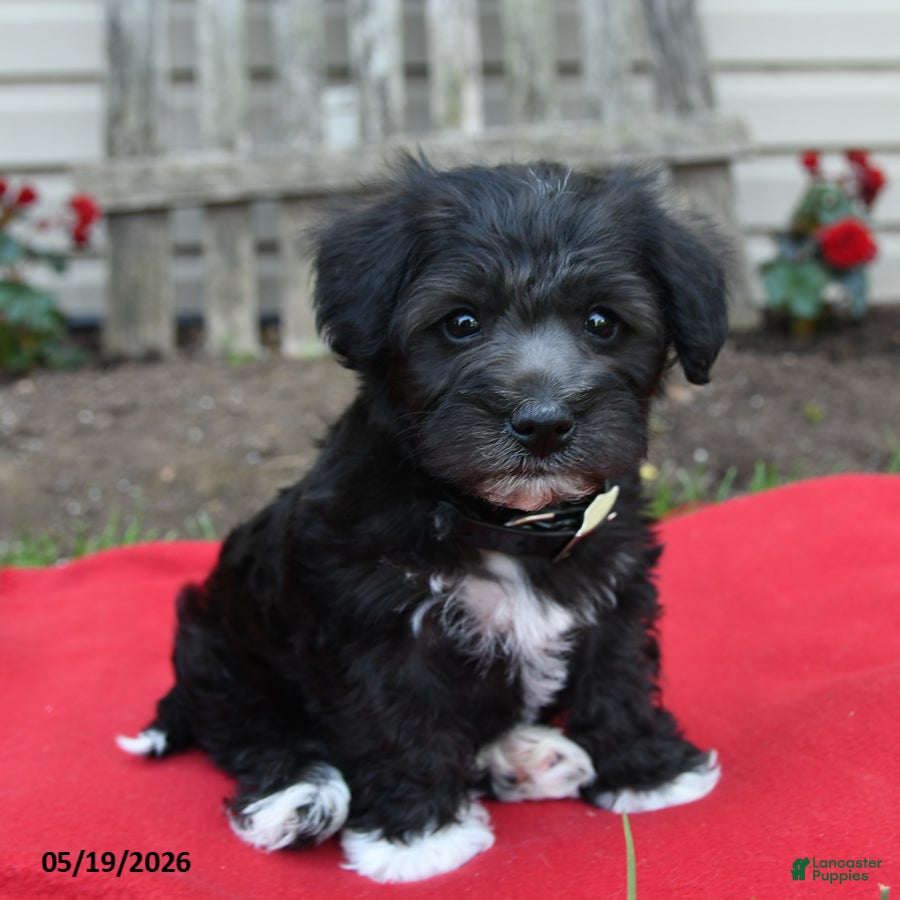 Schnoodle dogs for sale: Benni  - Ad 2