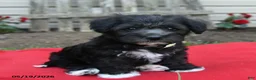 Schnoodle dogs for sale: Benni  - Ad 1